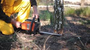 Best Tree and Shrub Care  in Tustin, CA