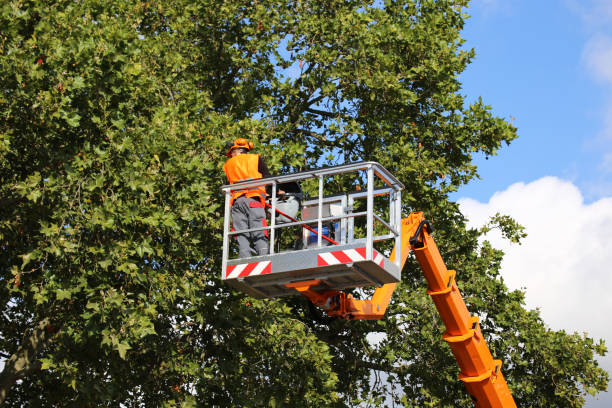 Best Tree Disease Treatment  in Tustin, CA