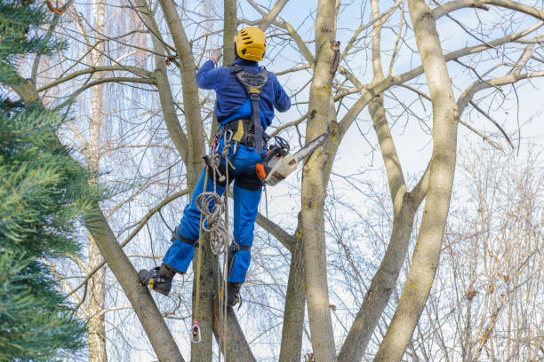 How Our Tree Care Process Works  in  Tustin, CA