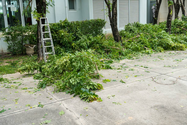 Tustin, CA Tree Care Services Company