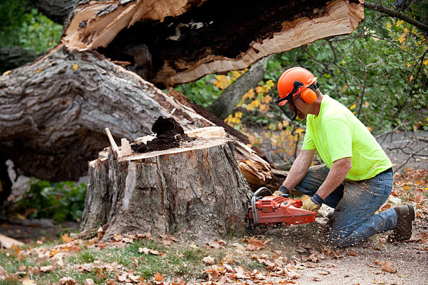 Best Hazardous Tree Removal  in Tustin, CA