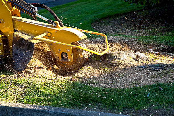 Best Lawn Dethatching  in Tustin, CA